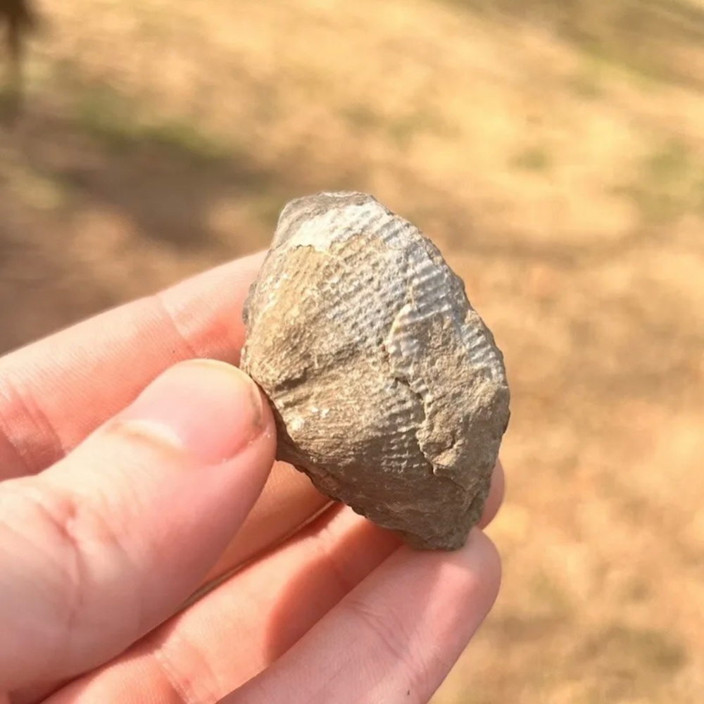 Oklahoma Fossil Brachiopod Linoproductus Devonian Age #401201